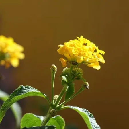 Tamarindo Pura Vida - Relax Y Vistas Al Mar Apartment