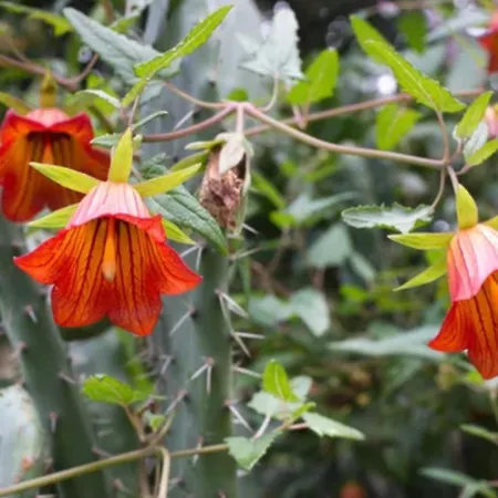 Tamarindo Pura Vida - Relax Y Vistas Al Mar * Corralejo