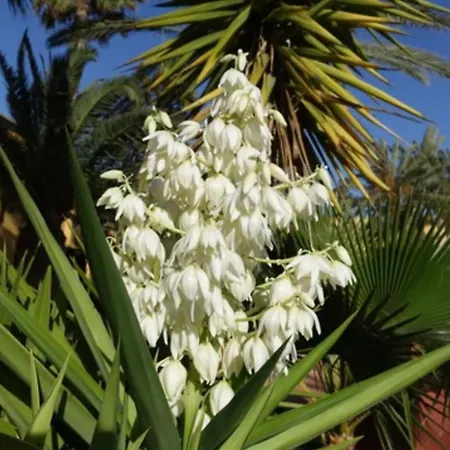 Tamarindo Pura Vida - Relax Y Vistas Al Mar Apartamento Corralejo