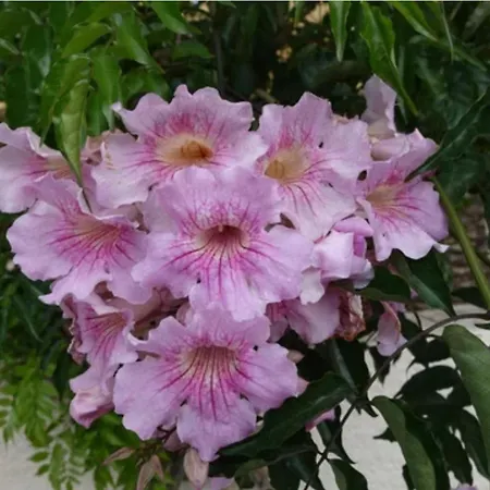 Tamarindo Pura Vida - Relax Y Vistas Al Mar