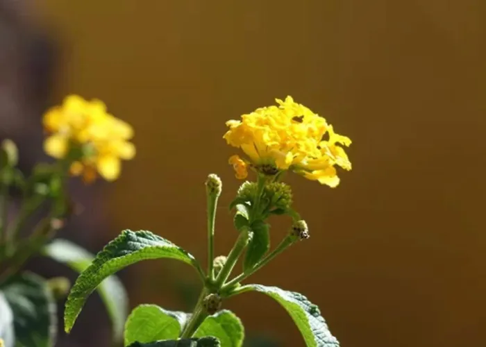 Tamarindo Pura Vida - Relax Y Vistas Al Mar Apartament