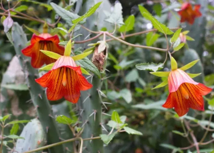 Tamarindo Pura Vida - Relax Y Vistas Al Mar * Corralejo