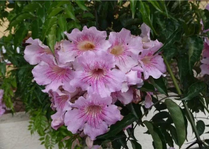 Tamarindo Pura Vida - Relax Y Vistas Al Mar